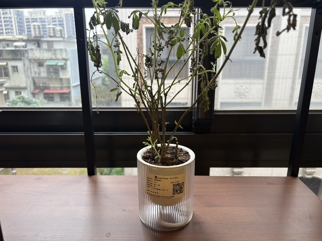 ▲ 20251221 已陣亡，一先開始水不小澆太多，導致土太濕