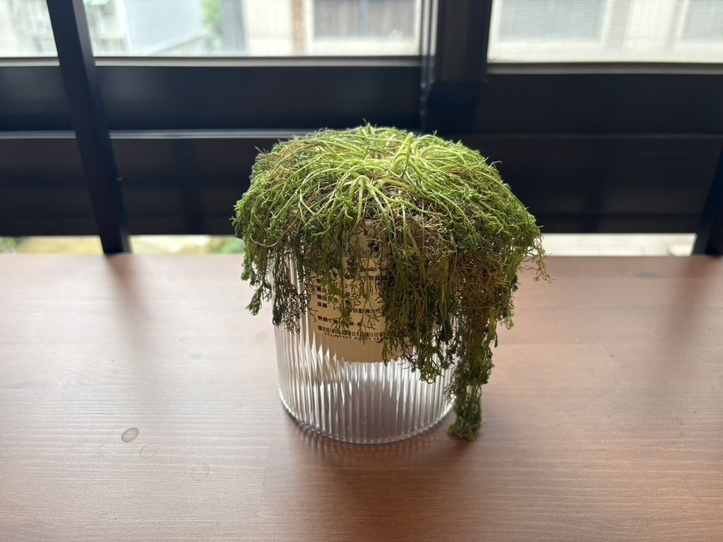 ▲ 20251221 已陣亡，一先開始水不小澆太多，導致土太濕