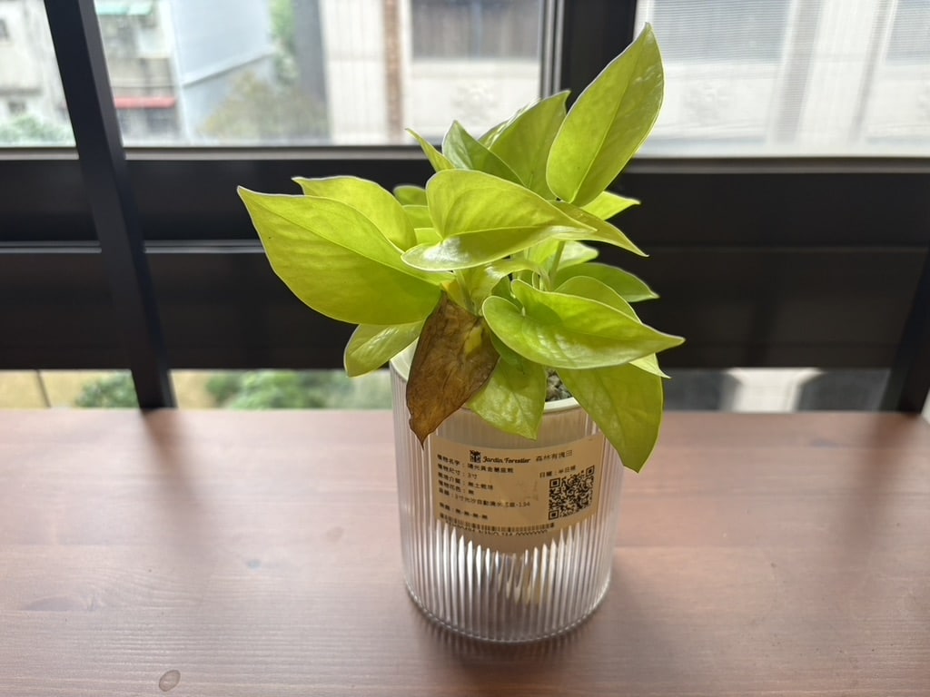 ▲ 20251221 沒那麼好看了 QAQ