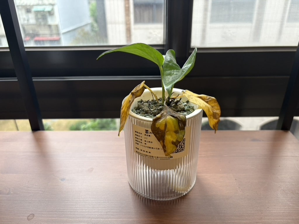 ▲ 20251221 已陣亡，滿多莖都爛掉有點懷疑是太濕